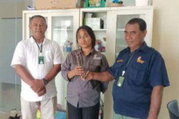 BKSDA Maluku amankan opsetan rusa jenis cervus timorensis di Pelabuhan Yos Sudarso Ambon