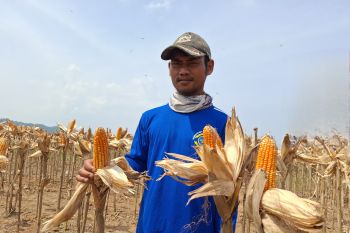 Luas panen jagung Lampung pada 2025 capai 194,49 ribu hektare