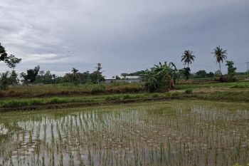BPS catat luas panen padi Lampung di 2025 capai 596,02 ribu hektare