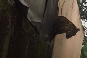 Dua warga luka akibat macan tutul masuk permukiman di Bandung