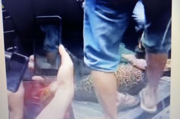 Macan tutul cakar pemuda dan bikin panik warga Maruyung Kabupaten Bandung