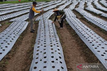 1,000 farmers in Temanggung plant red onions to boost national food security