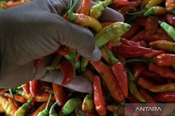 Jelang Ramadhan, harga cabai melonjak