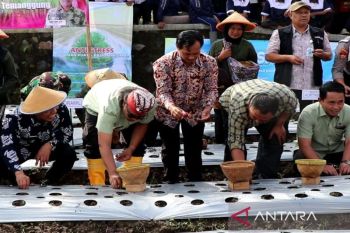 Bupati Temanggung tanam bawang merah upaya bangkitkan petani