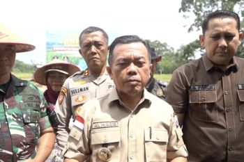 Gubernur Jambi dorong pengembangan padi ramah lingkungan