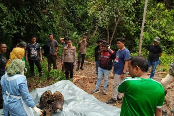 Kemenhut panggil jajaran direksi PT RAPP terkait kematian gajah di Riau