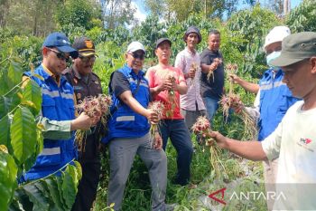 Lewat program Comdev, PT SMGP panen Bawang Merah bersama petani Madina