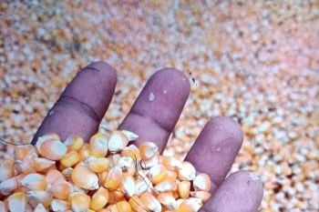 Pemkab Pasaman Barat peroleh pupuk bersubsidi 39.230 ton selama 2026