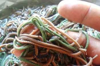 ANTARA komitmen tingkatkan skala Rinjani Color Run di Sembalun Lombok