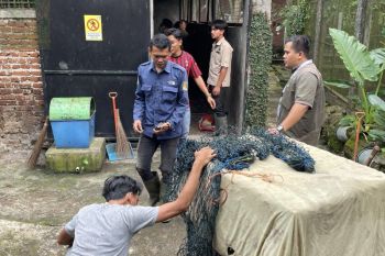 Macan yang serang warga Bandung direhabilitasi di Cikembulan Garut
