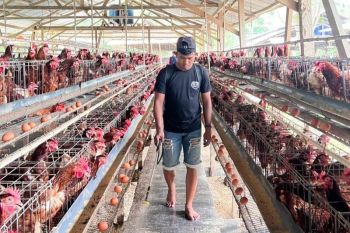 Pemkab Donggala ajak peternak ayam rutin jaga kebersihan kandang