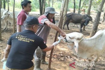 Pemkab Lamsel perkuat pengendalian penyakit hewan ternak jelang Ramadhan