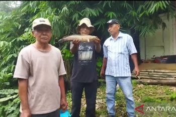 Masyarakat Tangerang diminta tak konsumsi ikan yang tercemar zat kimia