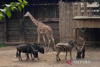 YMT resmi kembalikan tanggung jawab pengelolaan satwa di Bandung Zoo ke pemerintah