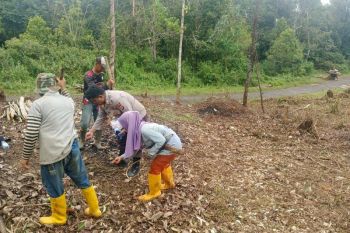 Dukung swasembada pangan, Polres Lebak tanam jagung seluas 38 hektare