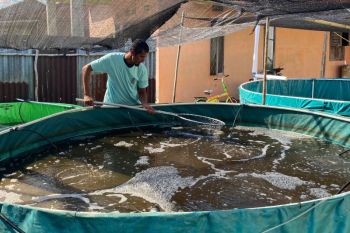 Revolusi hijau di Gang Kecana Lestari Pontianak budidaya lele "zero waste" berbasis gotong - royong