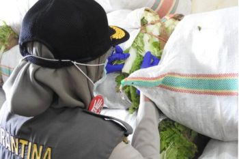 Karantina Malut musnahkan 10 unggas ilegal