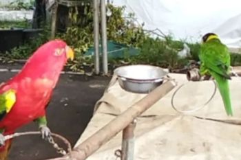 BKSDA Maluku amankan empat satwa jenis burung  dilindungi di Pasar Malam Halmahera Utara