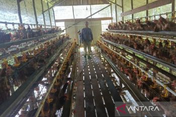 Desa Budi Mufakat di Kapuas sukses kembangkan 300 ekor ayam petelur