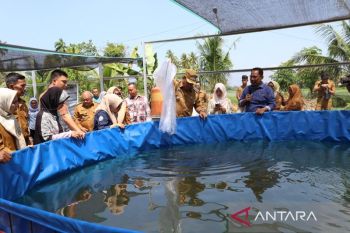BUMDes di Pariaman manfaat MBG dengan budidaya puluhan ribu lele