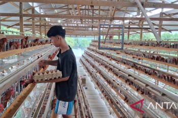 Ternak ayam petelur potensi ekonomi Aceh Tamiang bangkit dari bencana