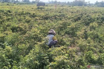 BI Bali waspadai potensi inflasi akibat permintaan tinggi kebutuhan MBG