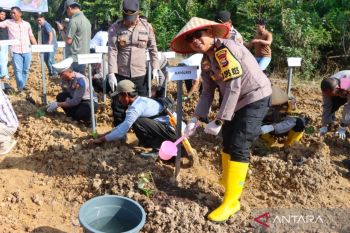 Polres Mukomuko tanam uwi ungu dukung program ketananan pangan