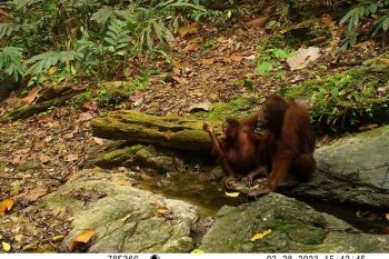 DLH Kaltim-YKAN gandeng 6 swasta lestarikan biodiversitas Wehea-Kelay