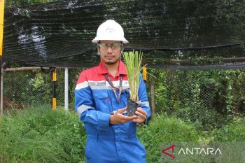 Merawat Bumi Riau: Langkah Strategis PHR Memulihkan Fungsi Ekologis Tanah