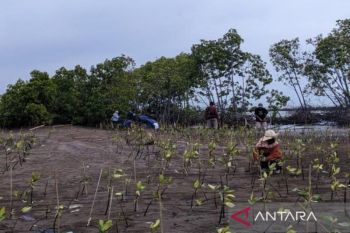 Pemkot Pekalongan merestorasi kawasan Mangrove Park cegah banjir dan rob