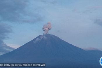 Aktivitas meningkat, Gunung Semeru Meletus lima kali dengan kolom 400--1.000 meter