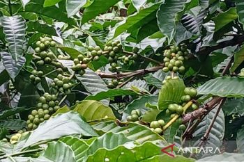 Bupati : Temanggung berperan strategis dalam produksi kopi di Jateng