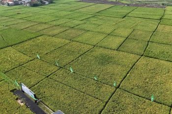 DKI dan Cianjur fokuskan kerja sama jangka pendek pada komoditas padi