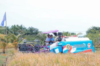 Padi organik hasil persilangan unggul dikembangkan di Banten