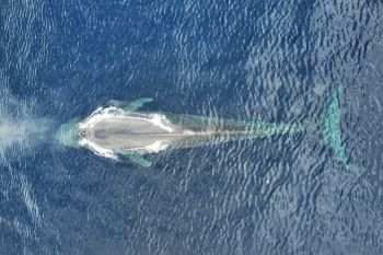 Karantina Batam Awasi Ikan Berformalin di Pasar