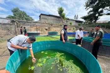 Kodam Palaka Wira kembangkan budidaya bioflok dukung ketahanan pangan