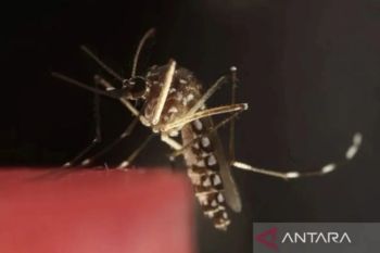 Dinkes Riau catat 238 kasus malaria sejak awal 2026, hampir semuanya di Rokan Hilir