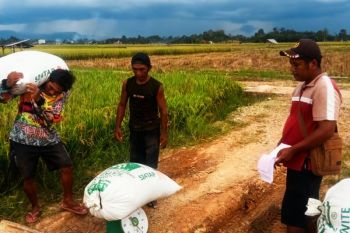 Bulog Bukittinggi serap Cadangan Beras Pemerintah di Pasaman dan Pasaman Barat
