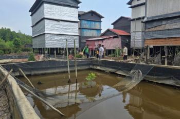 PT Bumi Andalas Permai dukung budidaya kepiting bakau di Desa Sungai Batang OKI