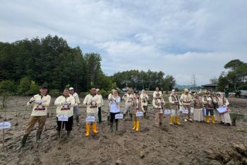 Anggota DPR tanam 1.000 pohon mangrove dan bagikan sembako di Way Ratai