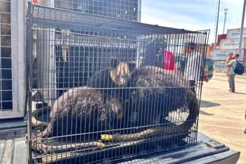 Tim gabungan gagalkan penyelundupan 114 satwa liar endemik