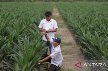 Akselerasi Peremajaan Sawit Rakyat, PTPN IV PalmCo Salurkan 6 Juta Bibit Unggul Bersertifikat