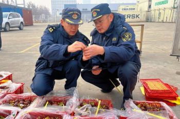 Pengiriman manggis Bali ke China melonjak jelang Tahun Baru Imlek