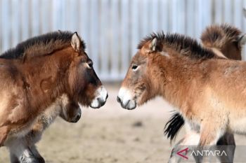 Bikin takjub! Kuda Przewalski muncul di Pusat Penangkaran Gansu, simbol harapan spesies langka