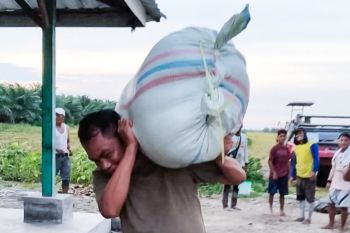 Serdang Bedagai bertahan posisi pertama produksi padi di Sumut