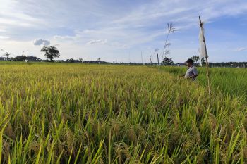HST Kalsel hadapi panen raya