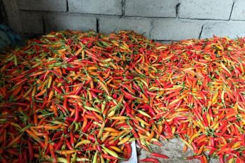 Begini alasan Bupati Dompu pembubaran TP2D