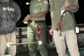 BKSDA Maluku amankan dua ekor burung nuri maluku dari kapal nelayan di Banda