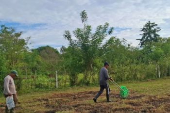 BBRMP Maluku lakukan penanaman perdana benih kacang hijau varietas vima 1 di Malteng