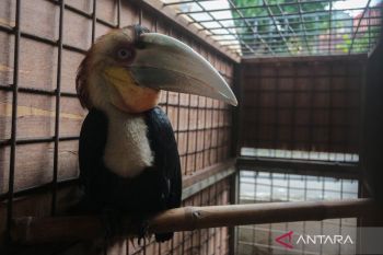 BBKSDA Jawa Barat evakuasi burung julang emas dan burung kasuari gelambir ganda